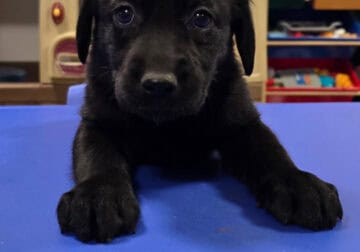 Lab pups