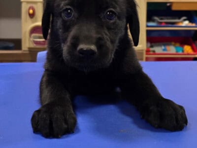 Lab pups
