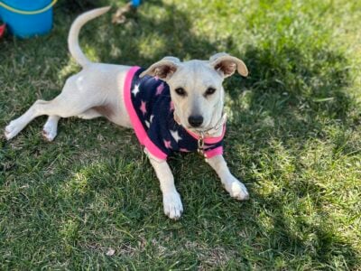 Adorable Pups for Free
