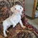 Boxers & more! Reputable 5 st Breeder of 23 years!