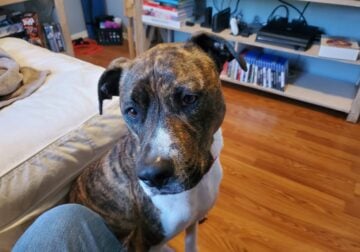 Boxer pitt mix female