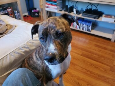 Boxer pitt mix female