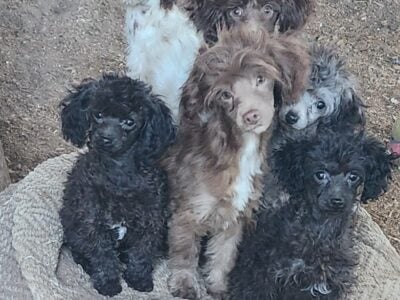 Toy Poodles