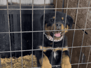 Female Rottweiler