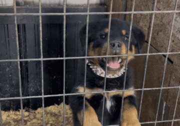 Female Rottweiler