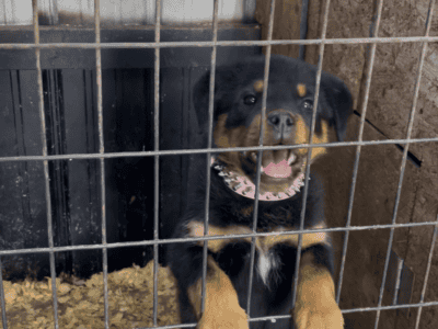 Female Rottweiler