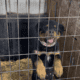 Female Rottweiler