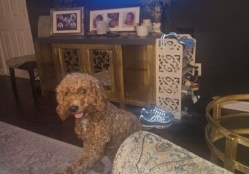 Male Cockapoo 2