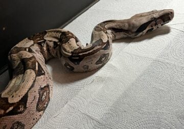 RTB female Guyana boa