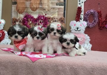Shih tzu puppies