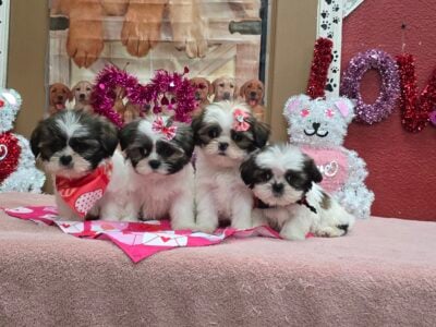 Shih tzu puppies