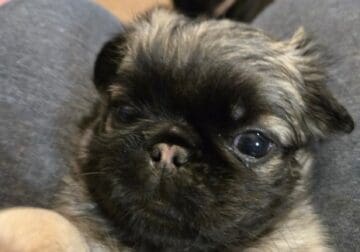 Fluffy pugs