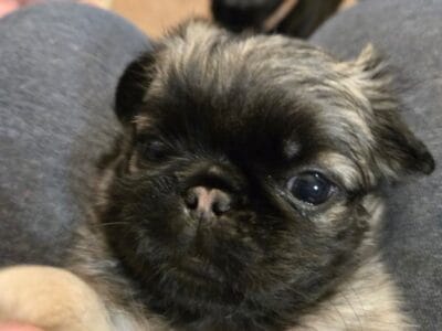 Fluffy pugs