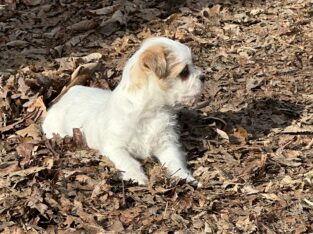 Yorky Shih Tzu puppy