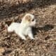 Yorky Shih Tzu puppy