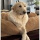 Golden Doodle Puppies