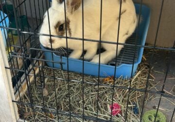 Bunny for adoption