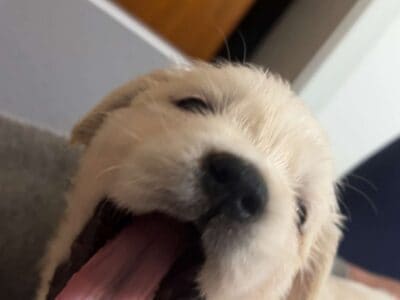 English Cream Golden Retrievers