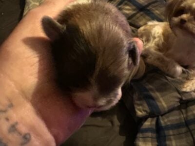 shih tzu puppies