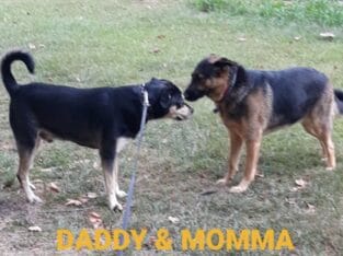 GERMAN SHEPHERD/GREAT SWISS MOUNTAIN MIX PUPPIES