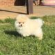 CKC Pomeranian: Danny Boy male