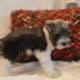 Miniature Schnauzer Female AKC Parti Trina