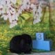 Holland lop bunnies