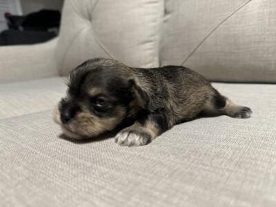 AKC Registered -Miniature Schnauzer