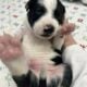 Pit bull puppies