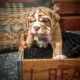 AKC registered-Top Quality-English bulldog pups