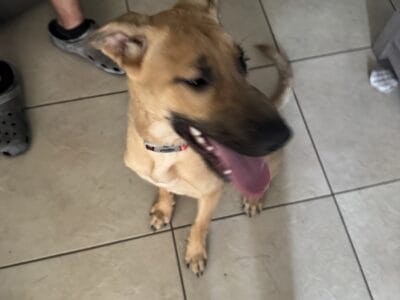 German Shepherd mix
