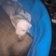 Full blooded pitbull puppies