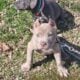 Only fawn brindle red nose pup only one out of lit