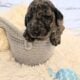 Moyen Poodles, AKC