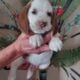 Akc Beagle Puppies