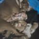 Full blooded pitbull puppies