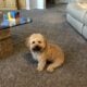 2 male fully trained Havapoo’s