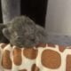 Free cats