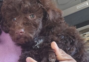 Mini poodles