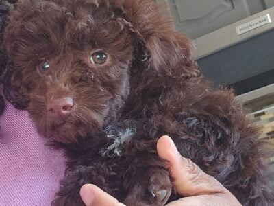 Mini poodles