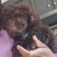 Mini poodles