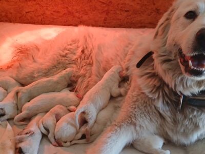 Great Pyrenees Puppies
