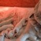 Great Pyrenees Puppies