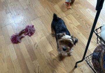 Yorkshire Terrier
