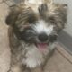 Prince Charming – Chinese Crested Powderpuff