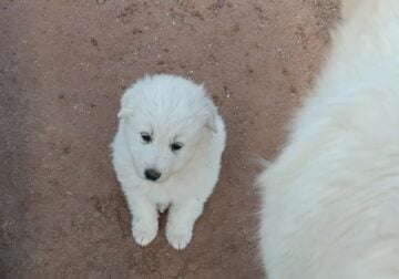 Beautiful Great Pyrenees puppies!