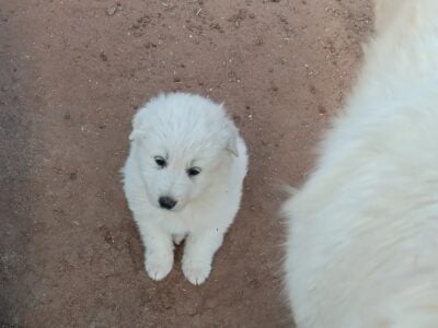 Beautiful Great Pyrenees puppies!