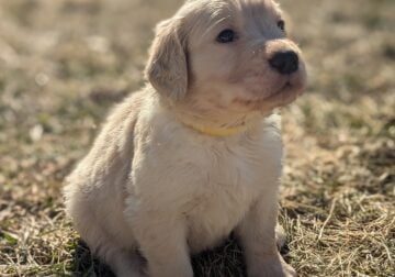 Golden Retriever puppies