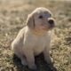 Golden Retriever puppies
