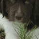 AKC Landseer Newfoundland Puppies